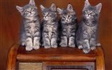 1600 Cat Photo Wallpaper (1) #13