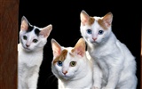1,600 고양이 사진 바탕 화면 (1) #19