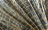 ailes de plumes colorées wallpaper close-up (2) #3
