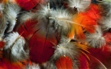 fondos de escritorio de alas coloridas plumas de cerca (2) #5