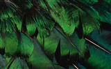 년 화려한 깃털 날개 클로즈업 벽지 (2) #9