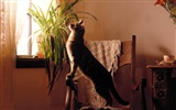 1600 Cat Foto tapety (4) #5