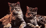 1600猫の写真の壁紙(4) #20