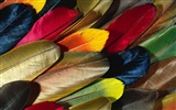 カラフルな羽毛の翼クローズアップ壁紙(2)