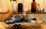 1600 Cat Photo Wallpaper (5) #5