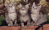 1,600 고양이 사진 바탕 화면 (5) #16