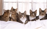 1600 Cat Photo Wallpaper (5) #20