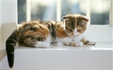 1600 Cat Foto tapety (6) #20