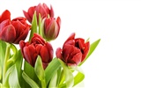 fondos de escritorio de gran tulipán (2) #3
