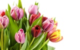 Velký tulipán tapetu (2) #36930