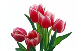 Fond d'écran Tulip Grand (2) #10
