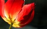 fondos de escritorio de gran tulipán (2) #11