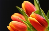 Velký tulipán tapetu (2) #12