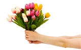 fondos de escritorio de gran tulipán (2) #15