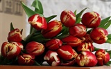 fondos de escritorio de gran tulipán (2) #19