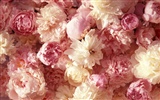 Širokoúhlý tapety květiny close-up (1) #5