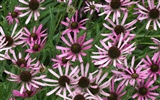 fleurs fond d'écran Widescreen close-up (1) #10