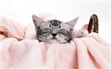 1600 Cat Photo Wallpaper (8) #4
