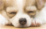 Puppy Photo HD wallpapers (9) #9