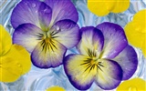 fleurs fond d'écran Widescreen close-up (2) #1