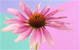 fleurs fond d'écran Widescreen close-up (2) #3