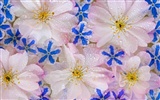 Širokoúhlý tapety květiny close-up (2) #13