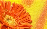 fleurs fond d'écran Widescreen close-up (2) #15