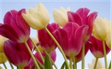 fondos de escritorio de flores con pantalla ancha de cerca (2) #19