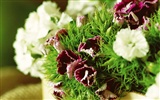 Širokoúhlý tapety květiny close-up (3) #8