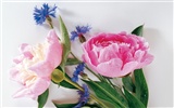 Widescreen wallpaper flowers close-up (3) #13