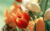 와이드 스크린 벽지 꽃 가까이 (3) #20