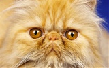 1600 Cat Photo Wallpaper (11)