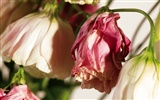 Widescreen wallpaper flowers close-up (4) #3