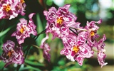 Širokoúhlý tapety květiny close-up (4) #4