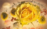 Widescreen-Wallpaper Blumen close-up (4) #5