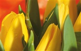 fleurs fond d'écran Widescreen close-up (4) #6