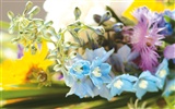 Širokoúhlý tapety květiny close-up (4) #9