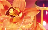 fleurs fond d'écran Widescreen close-up (4) #10
