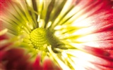 fleurs fond d'écran Widescreen close-up (4) #16