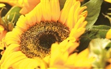 fleurs fond d'écran Widescreen close-up (4) #18