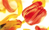 Širokoúhlý tapety květiny close-up (4) #19
