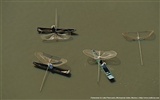 Yann Arthus-Bertrand photographie aérienne merveilles fonds d'écran #3