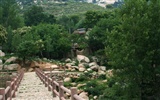 Lugar de nacimiento de montaña Song (Minghu obras Metasequoia) #6