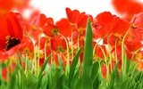 Fond d'écran Tulip Grand (3) #1