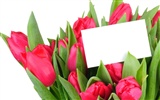Velký tulipán tapetu (3) #3