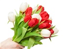 fondos de escritorio de gran tulipán (3) #5