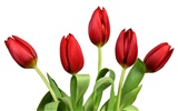 Большие обои тюльпан (3) #39374