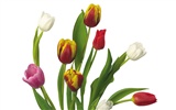 Velký tulipán tapetu (3) #12