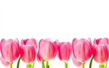fondos de escritorio de gran tulipán (3) #14