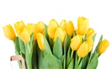 Velký tulipán tapetu (3) #17